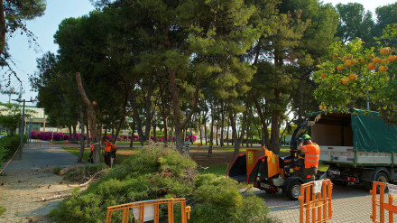 Tala de árboles en el campus de la Universidad de Alicante