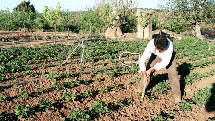 Un agricultor de Badajoz desentierra, sin saberlo, una joya arqueológica única mientras araba las tierras de su finca