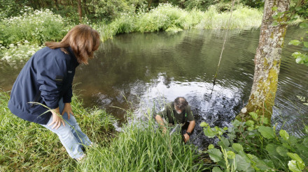Solta de Alevíns no río Ferreira