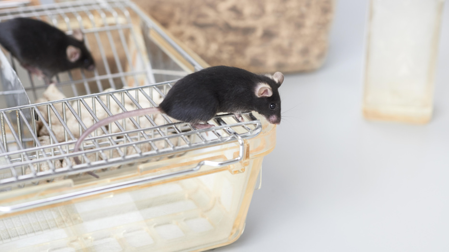Ratones de laboratorio