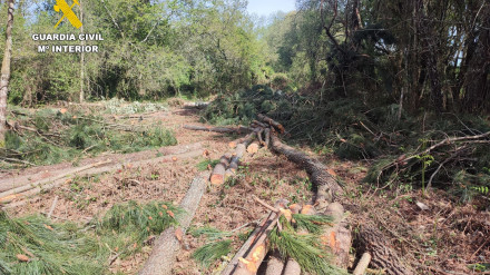 Parte de la madera supuestamente sustraída