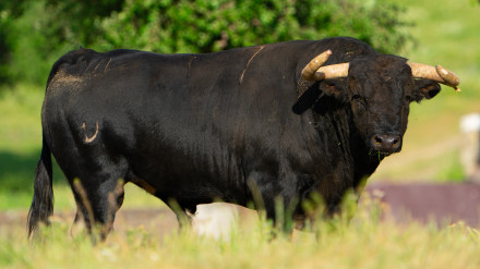 Toro de José Enrique Fraile de Valdefresno para Moralzarzal