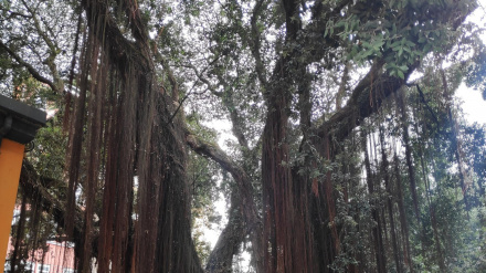 Metrosidero en la Policía Local de A Coruña
