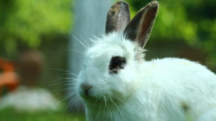 Desde conejos hasta un roedor: el primer cementerio público de mascotas de España cumple un año en Málaga