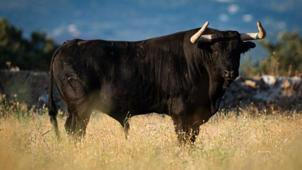 Toro de Victoriano del Río