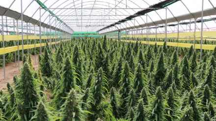 Cicytex organiza una jornada de campo del cultivo del cáñamo y kenaf en la comarca del valle del Alagón