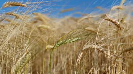 La cosecha de cereal apunta a valores excepcionales