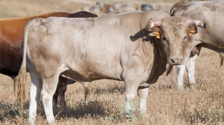 Novillo de Los Eulogios