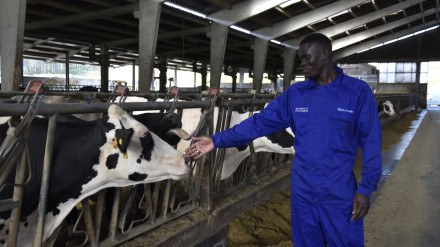 Naturleite migrantes