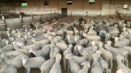 Ganadería extensiva