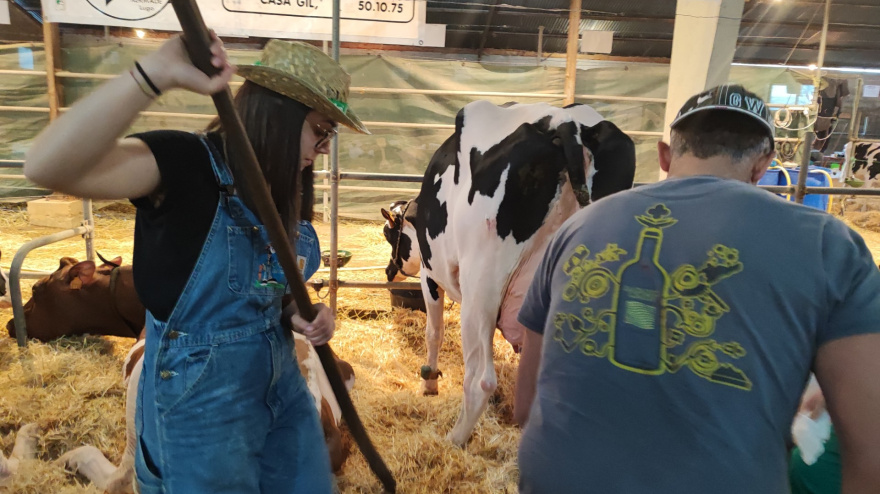 Ganaderos de leche cuidando de sus animales en la feria de Muimenta