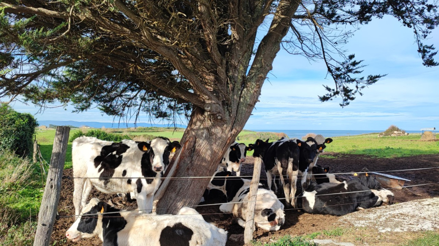 Novillas en una explotación ganadera en el municipio lucense de Barreiros