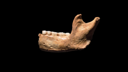 Fósil humano prehistórico, mandíbula de Homo antecessor sobre fondo negro aislado, fósil de 850.000 años de antigüedad.