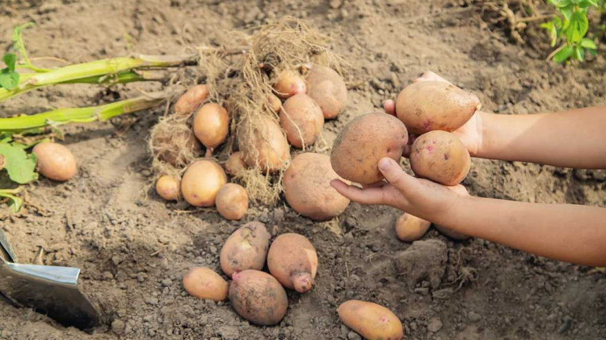 RECOGIENDO LA PATATA