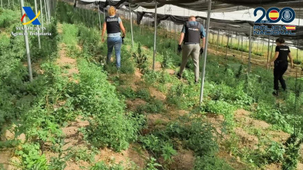 Gran plantación de marihuana en Albondón