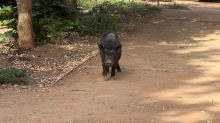 Rescatan un jabalí que apareció durante los trabajos de desbroce del cauce del río Darro en Granada