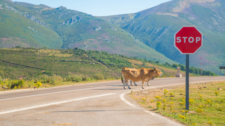 Vacas cruzando la carretera con una señal de STOP en la carretera en Branavieja, Cantabria