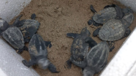 Tortugas playa de La Punta