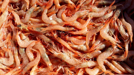hay temor por la finalización del stock de gambas en Navidad