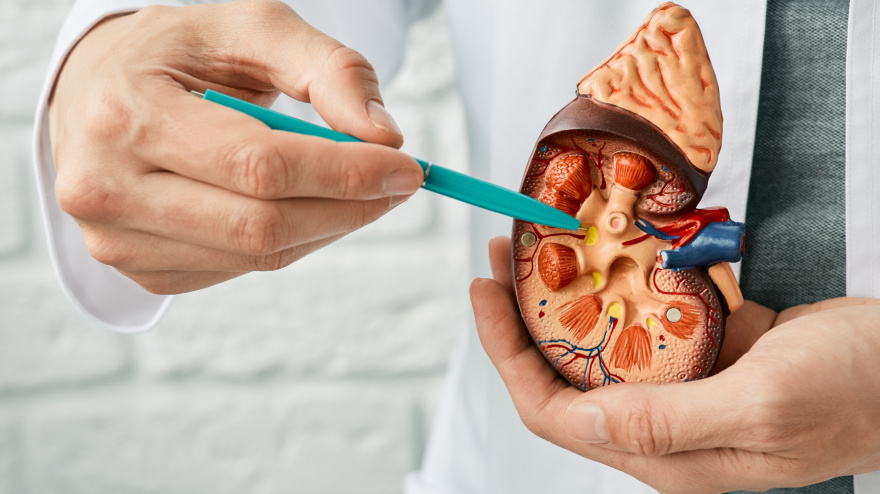Un médico enseña las diferentes partes de un riñón.