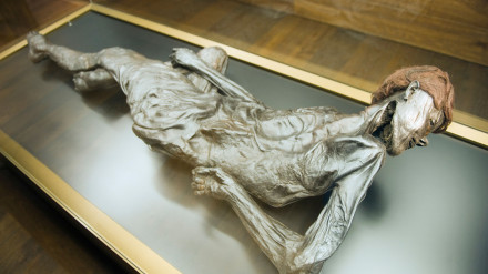 BX6JKM Preserved body of the 2000 year old Grauballe Man, Moesgard Museum of Prehistory, Arhus, Jutland, Denmark, Scandinavia, Europe