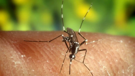Mosquito
