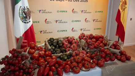 Tomate