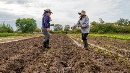 Mujeres trabajando en el campo