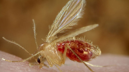 Mosquito transmisor de la leishmaniasis