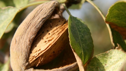 Almendra