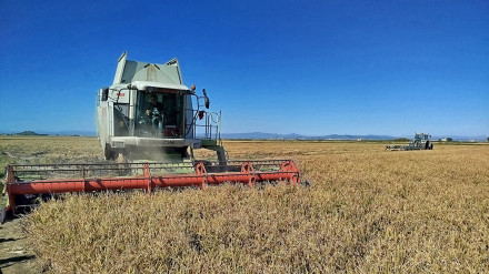 Siega de arroz en la Albufera.La Asociación Valenciana de Agricultores (AVA-ASAJA) ha lanzado este lunes un grito de SOS para las variedades tradicionales del arroz: "Se perderán en breve si las autoridades europeas y españolas no cambian el sistema de registros y aprueban el uso de soluciones fitosanitarias que sean verdaderamente eficaces para combatir el hongo de la piricularia con todo el patrimonio etnológico, cultural y gastronómico que ello comporta", que "incluye el plato más internacional" la paella valenciana con arroz redondo".COMUNIDAD VALENCIANA ESPAÑA EUROPA VALENCIA ECONOMIAAVA-ASAJA