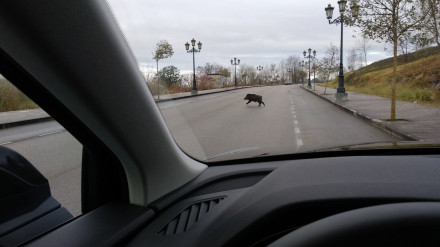 Jabalí en la carretera