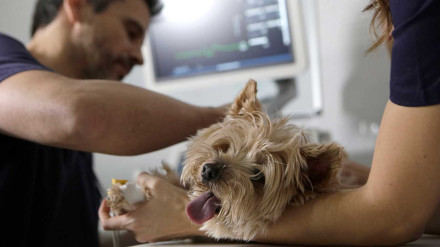 Hospital veterinario de la UCV