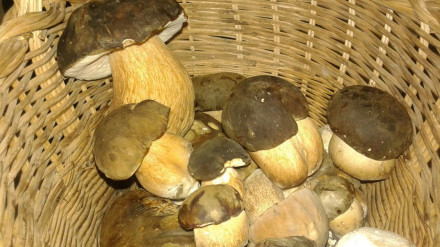 No es conveniente recoger setas muy maduras. Pueden tener alterado su sabor y resultar indigestas.