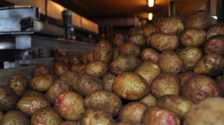 Los agricultores ahogados por la entrada de papa foránea