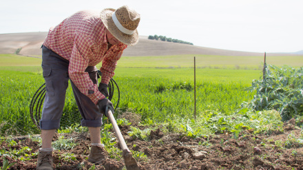 2BEGA7J Old farmer with work clothes using a hoe to remove weed from an orchard in the countryside. Man cleans soil in wheat field.