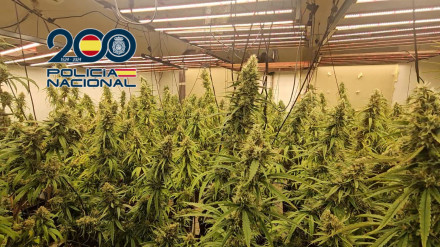 Plantación de Marihuana en Alicante
