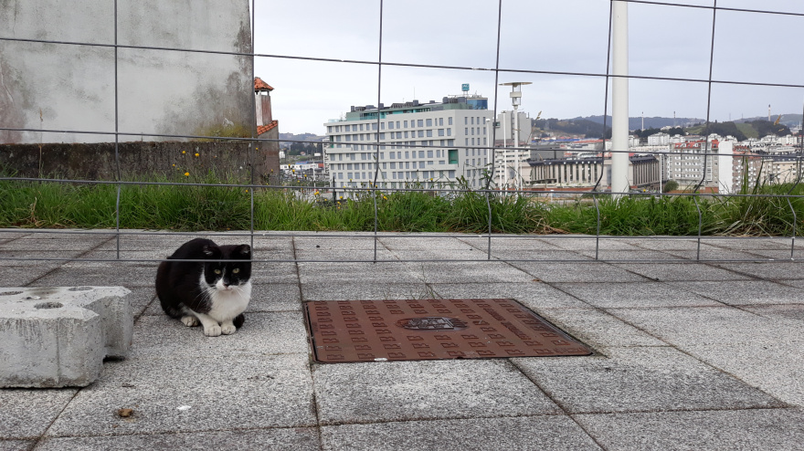 Gato en Eirís de Abaixo, ante una valla de obra que lo separa de Xuxán