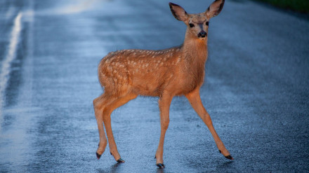 Animal en una carretera (Archivo)