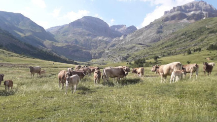 Rebaño en los montes pirenaicos