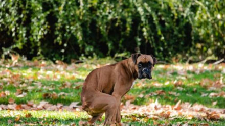 Haro implanta el censo canino mediante identificación genética
