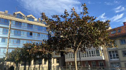 Árboles y edificios en el Papagayo (A Coruña)