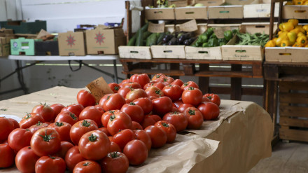 Imagen de recurso de tomates en una granja cántabra