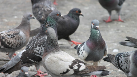 Palomas