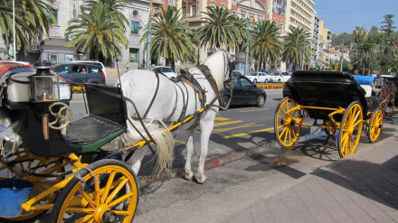 Málaga deja de ofrecer el servicio de coches de caballo a los turistas: indemnizaciones de 125.000 euros a cada cochero por dejar su trabajo