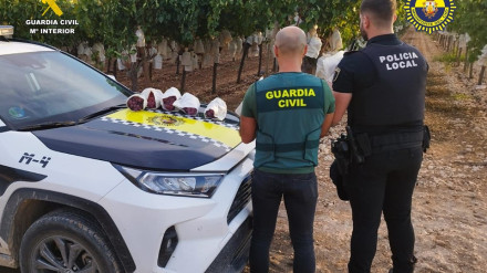 Robo de Uva en el Vinalopó