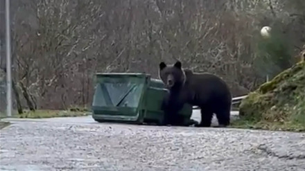 Un oso en un contenedor en Laciana (León)