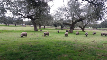 (Foto de ARCHIVO)Cerdos ibéricos en una finca en la dehesa.REMITIDA / HANDOUT por ASINJEFotografía remitida a medios de comunicación exclusivamente para ilustrar la noticia a la que hace referencia la imagen, y citando la procedencia de la imagen en la firma08/5/2024