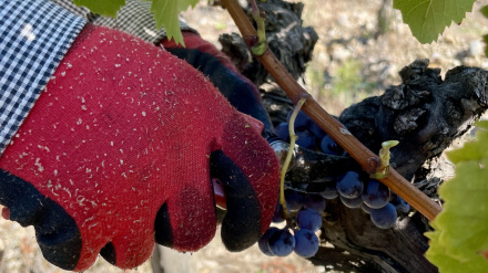 Con la vendimia terminada, el total de uva recogida suma 15.536.507 kilos.