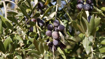 Olives negres abans d'hora per falta d'aigua en una finca de Cervià de les Garrigues